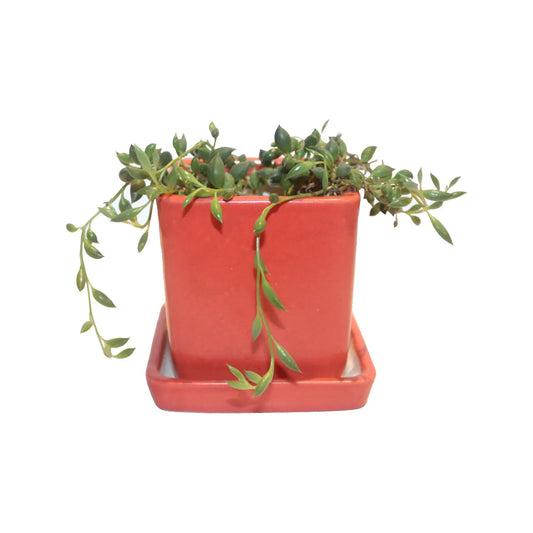 RARE BIRD Square Ceramic Pot