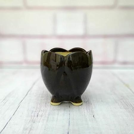 rare bird KAMAL PLANTER