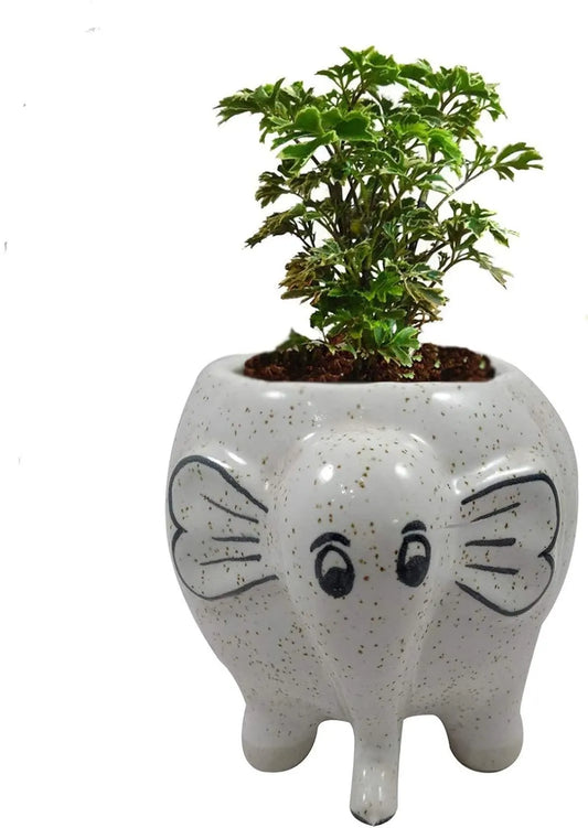 Rare Bird CERAMIC ELEPHANT PLANTER-L