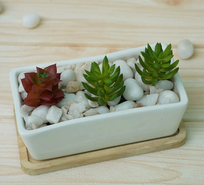 RARE BIRD White Ceramic Pots for Plants