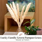 RARE BIRD Dried Brown Pampas Grass for Decor 10 Pcs