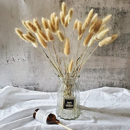 RARE BIRD Natural Dried Lagurus ovatus 100 Pcs