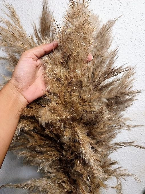  RARE BIRD Natural Dried Pampas Grass 12pcs